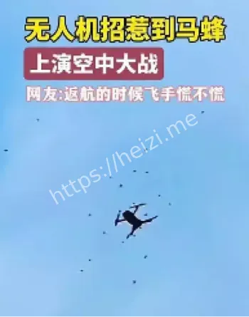无人机马蜂空中大战
