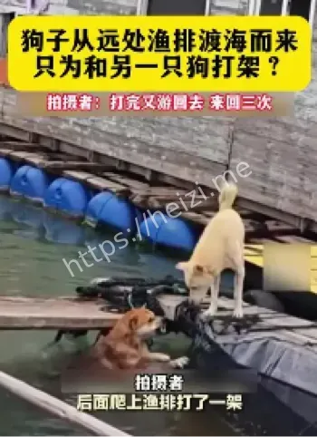 福建土狗跨海复仇